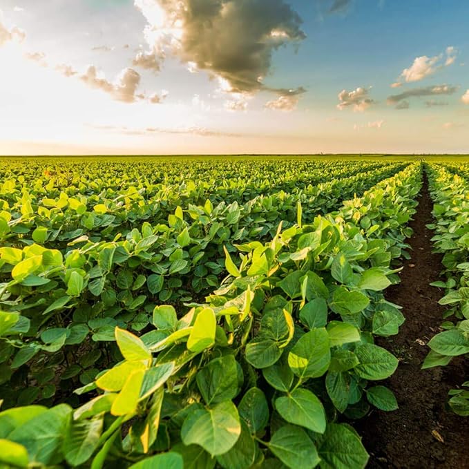 Outsidepride Soybean Seeds - 10 lbs High-Protein &amp High Yield Heirloom Variety Soy Beans Ideal for Oil Processing Forage Animal Food Plots &amp Wildlife Feed for Poultry &amp Other Farm Anim
