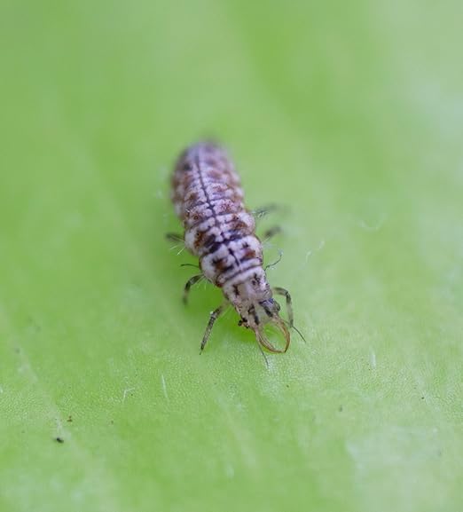 Green Lacewing 5000 Eggs - Good Bugs