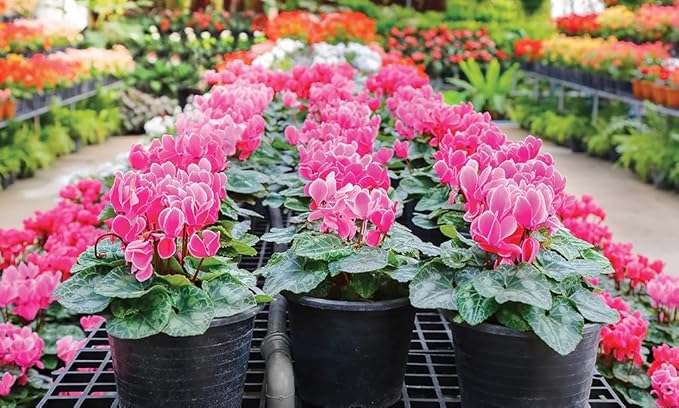 Gardenera Premium Cyclamen Potting Soil Mix - Perfect Balance of Nutrients Drainage and Aeration for Thriving Blooms - 5 Quart