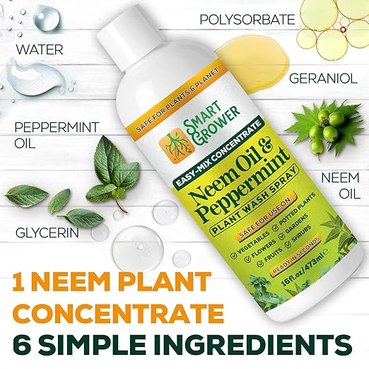 Neem Oil Spray for Plants with Peppermint Oil – for Indoor &amp Outdoor Plants Gardens &amp Houseplants– Best Value Refill 16 oz Concentrate Makes 2 Gallon RTU