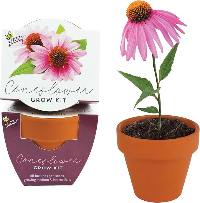 BUZZY Seeds Coneflower Mini Grow Pots 12-Pack – Terracotta Flower Starter Kit DIY Gardening Project Indoor-Outdoor Plant Gift