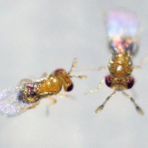 Trichogramma 100000 Eggs Natures Good Guys