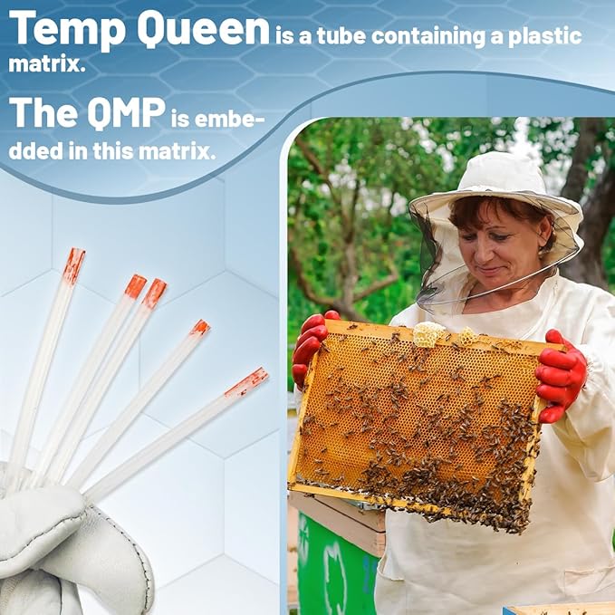 Temp Queen with QMP Queen Pheromone for Improve Queen Rearing Success Temporary Queen Replacement Ship Queenless Packages Holding Queenless Splits and Nuclei 5pcs