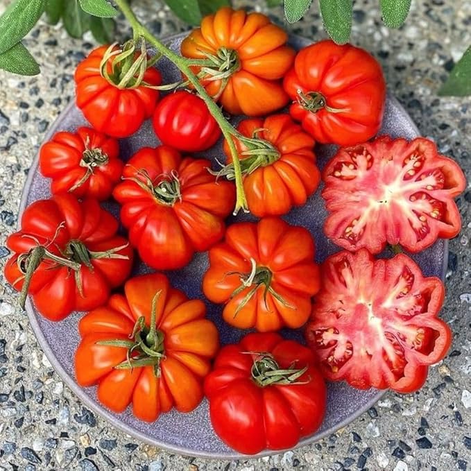 4 Tomato Plants in 4 Pot Beefsteak Tomato Plant 4-8 Tall Heirloom Vegetable Plant Live for Planting Outdoors Garden 2 Plants Each Pot