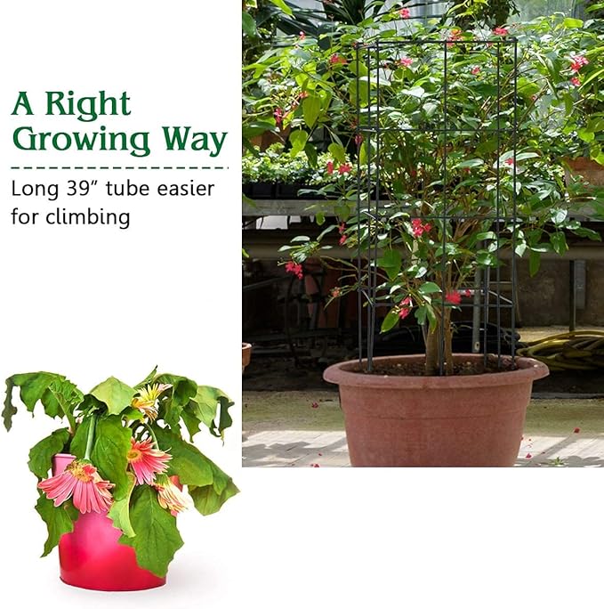 GRAFFY Pack of 4 Plant Cage Support Folding Tomato Cage Standing Metal Shelf for Climbing Plants 4 Pack of Tomato Trellis Plant Bed for Flower Vegetable &amp Fruit Suitable for Garden &amp Pati