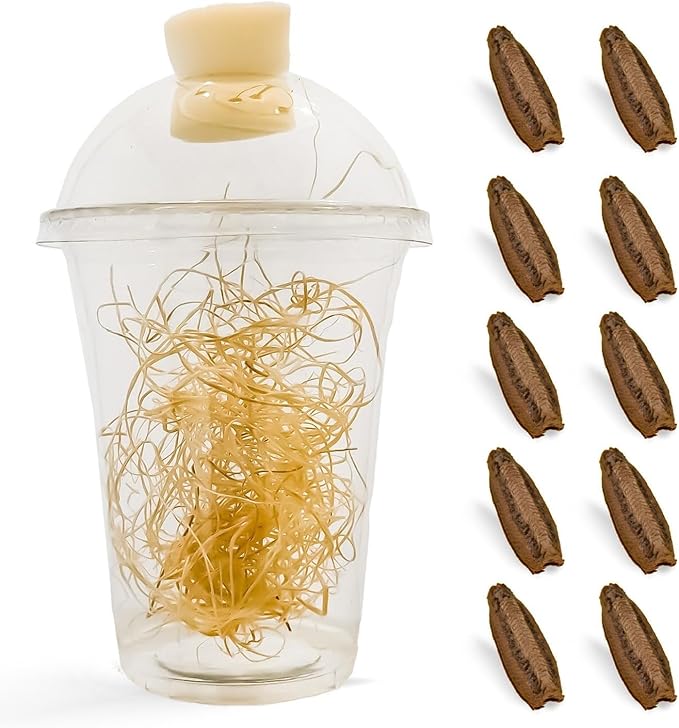 Carolina Praying Mantis Egg Cases Hatching Habitat Cup (Twenty Egg Cases) - Beneficial for Stem Education and Gardening Approximately 50 to 200 Baby Nymphs Praying mantises