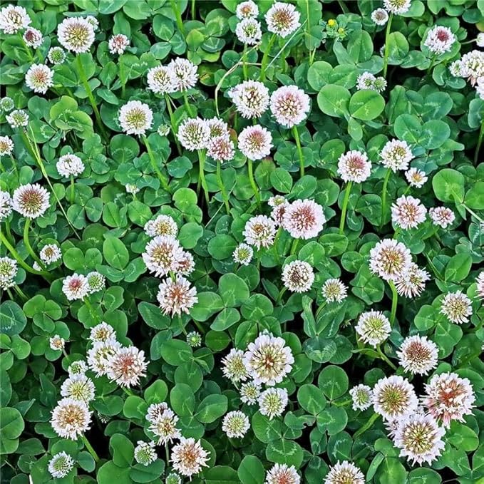 White Dutch Clover Seeds - 5 Lb - Lawn Pasture &amp Cover Crop Seed by Mountain Valley Seeds