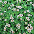 White Dutch Clover Seeds - 5 Lb - Lawn Pasture &amp Cover Crop Seed by Mountain Valley Seeds
