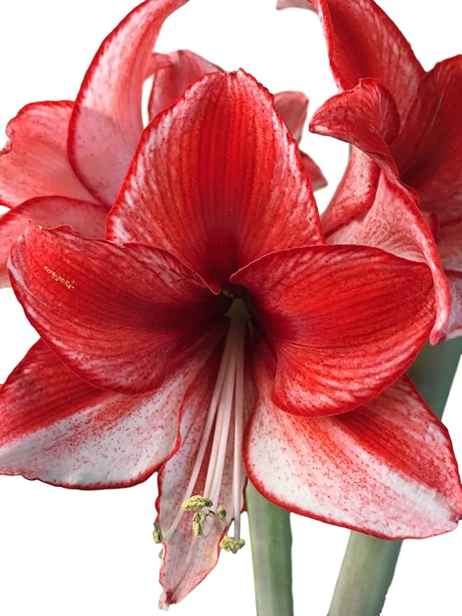 Tin Charisma Amaryllis Holiday Gift Growing Kit Deluxe Edition. Includes a Rustic Tin Pot a Large Charisma Bulb in a Burlap Bag with a Red Ribbon and Growing Medium