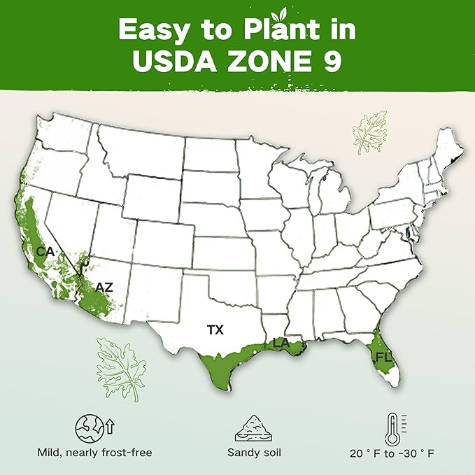 Lush&ampDew Year-Round USDA Zone 9 Seed Bank Gardening Gifts for Women Men 32 Varieties Non-GMO Heirloom Seeds of Vegetables Herbs Fruits Gift for Mom Dad Survival Seed Kit for Raised Garden Beds