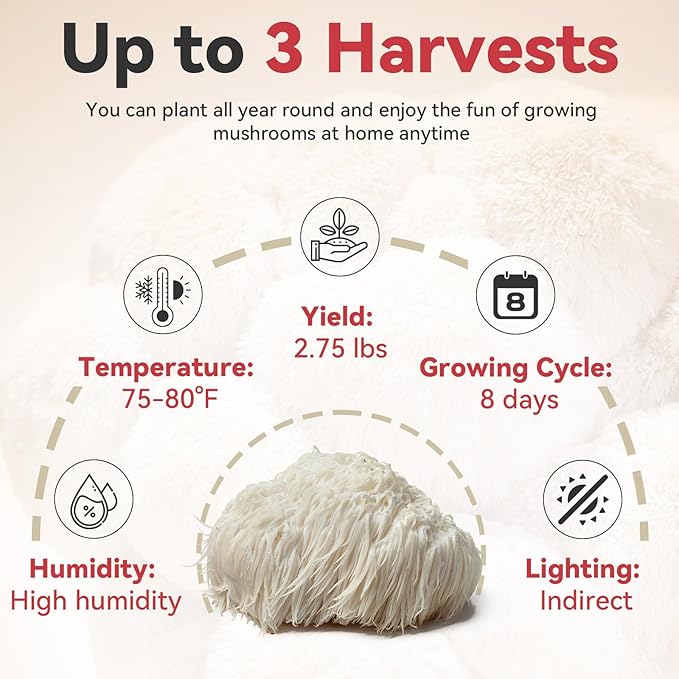 inbloom Organic Lion's Mane Mushroom Growing Kit with Spray Harvest Fresh Mushrooms at Home Beginner Friendly &amp Easy to Use Unique Gardening Gift for Holiday Handmade in New Jersey USA