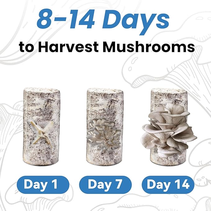 Organic Edible 4lbs Oyster Mushroom Growing Kit Made in USA Double-Side Mushroom Grow Kit Indoor Harvest Gourmet Mushrooms in 10 Days Top Gardening Gift Holiday Gift