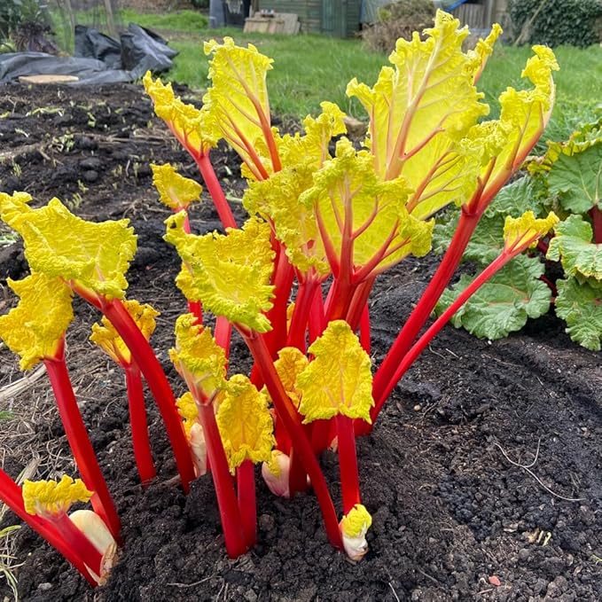 2 Rhubarb Plants Root for Planting Red Rhubarb Plant Roots Size 3 to 6 Inch Perennial Hardy Vegetable Plants for Planting Outdoors