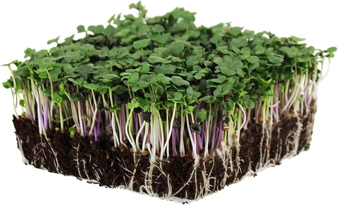 Spicy Salad Mix Micro Greens Seeds: 25 Lb - Bulk Non-GMO Seed Blend: Broccoli Kale Mustard Cabbage Arugula More