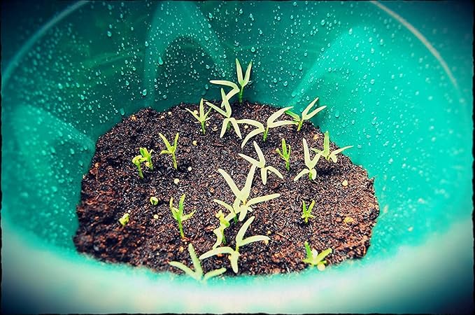 2000+ Seeds Kangkong Seeds - Rau Muong Ong Choy Brown - Chinese Spinach - Cong Xin CAI Seeds kangkung Seeds for Planting