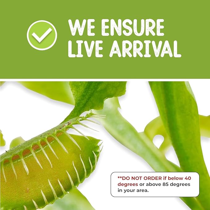 Double Venus Fly Trap Live Plant Set with Terrarium + Carnivorous Plants Food Bundle with Feeding Tweezers - Carnivorous Plant Soil and Live Indoor Venus Flytrap Pair