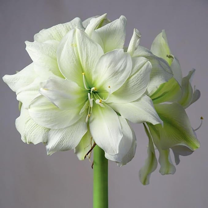 Chalily Amaryllis Potting Soil Perfect Planting Indoor &amp Outdoor House Tropical Mix Well Draining Houseplant Gardening Dirt Flower Paperwhites Hyacinth Premium Garden Poting (16 qt)
