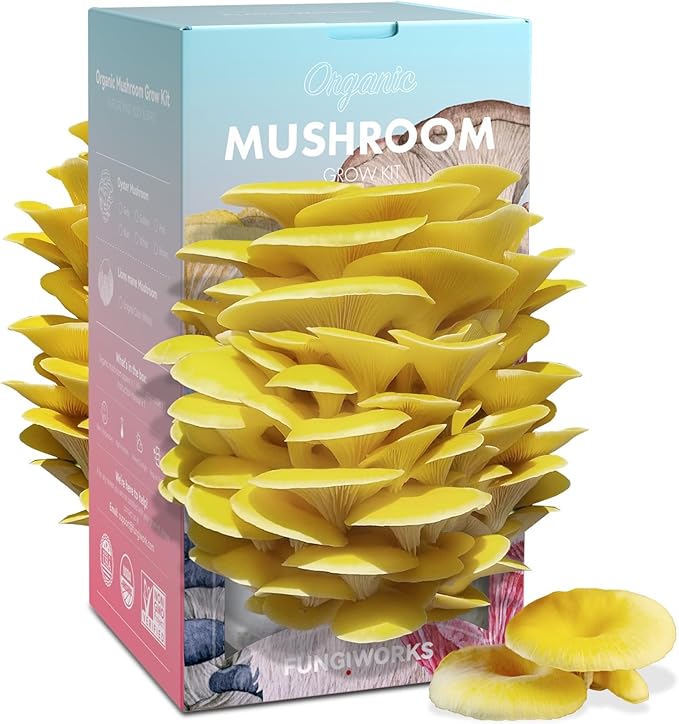 Organic Edible 4lbs Golden Oyster Mushroom Growing Kit Made in USA Double-Side Mushroom Grow Kit Indoor Harvest Gourmet Mushrooms in 10 Days Top Gardening Gift Holiday Gift