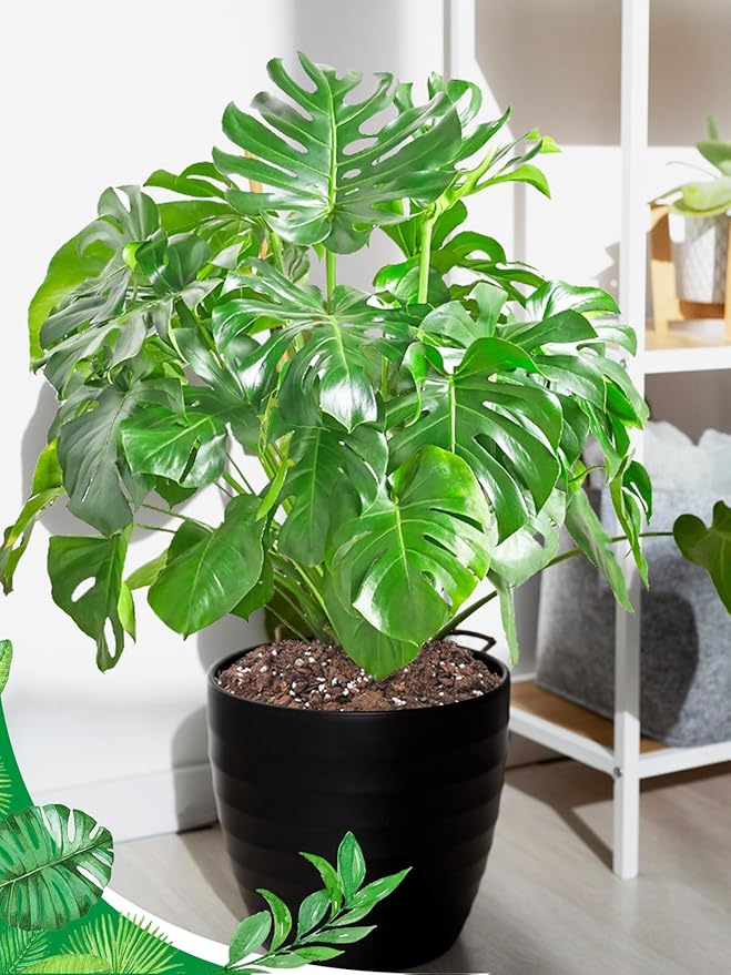 6.4QT Monstera Soil Potting Mix - Natural Organic Tropical Plant Soil for Improving Growth Rate Sustainable Houseplants Growing Media for Indoor Bonsai Succulents Moisture Retention Drainageq