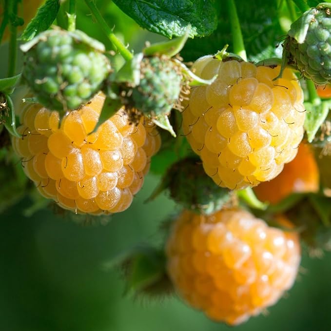 4 Fall Gold Raspberry Plants Live 5-9 Inch Tall Raspberry Fruit Trees for Outdoor Growing Raspberry Seedling