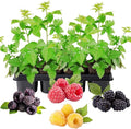 4 Mixed Raspberry Plants Live 5-9 Inch Tall Raspberry Fruit Trees for Outdoor Growing Raspberry Seedling