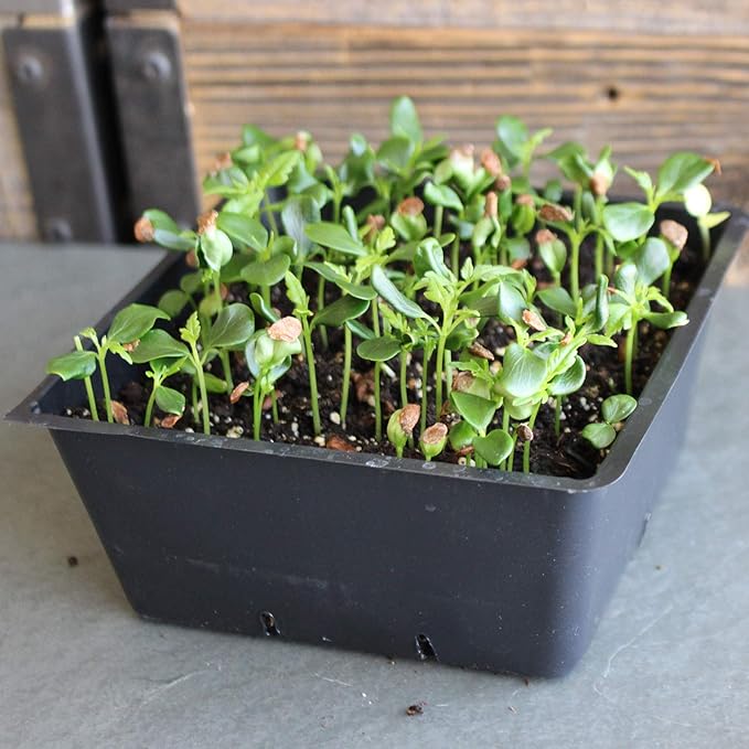Chinese Mahogany Exotic Microgreens Seeds - 1 Lb Bulk - Non-GMO Tree Seeds - Grow As A Micro Green - Toona sinensis