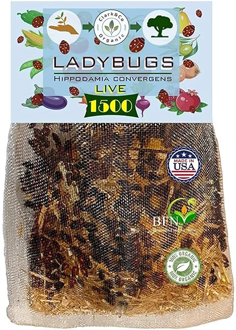 1500x1 Live Ladybugs - Good Bugs - Ladybugs for Garden - Guaranteed Live Delivery!