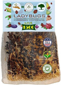 1500x1 Live Ladybugs - Good Bugs - Ladybugs for Garden - Guaranteed Live Delivery!