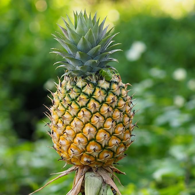 2 Elite Gold Pineapple Plants Pineapple Plants Live for Planting Sweet Pineapple Starters Plant for Home Garden and Containers