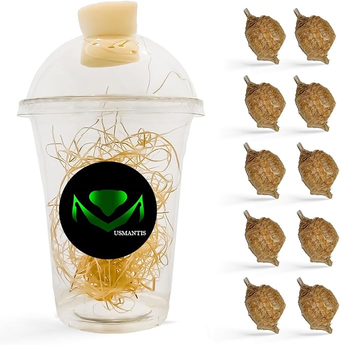 Chinese Praying Mantis Ootheca Egg Case with Hatching Habitat Transparent Cup - Ten Egg Case - Beneficial for Stem Education and Gardening Egg Case Produces Approximately up to 400 Baby Nymphs