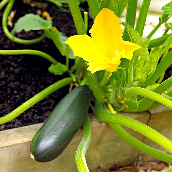 2 Green Squash Zucchini Plants Seedlings 4 Inches Pot Squash Plants Live Live Zucchini Plants