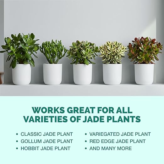 Jade Fertilizer – Gentle Liquid Plant Food for Thick Leaves Healthy Growth &amp Vibrant Color 32 oz