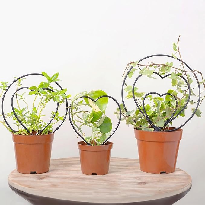 Trellis for Potted Plants - Metal Vine Support | Small Garden Trellis | for Family Beginner Home Gardening Pairing Indoor House Wedding Vegetable