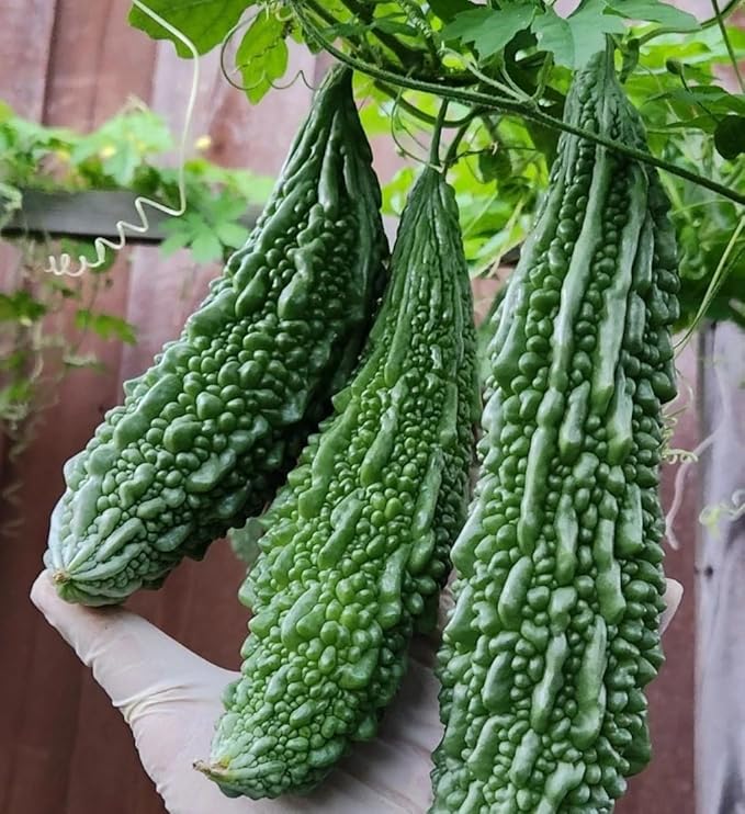10 Indian Long Bitter Melon Seeds Khổ Qua rừng GAI. Non-GMO Heirloom