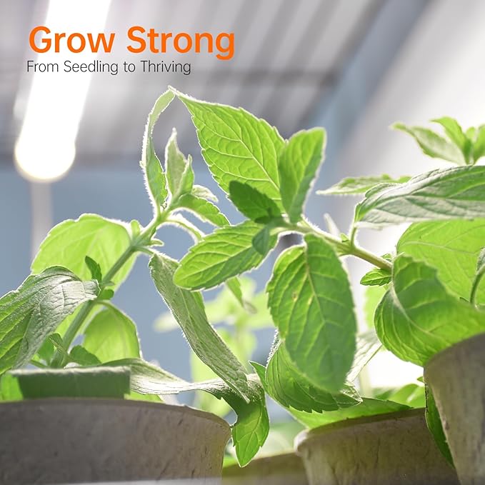 Bstrip Indoor Greenhouse with Grow Light Mini Green House with 4 Pack 20W Full Spectrum Plant Lights with Timer Plant Shelf with Tent for Indoor Plant Seed Starting Seed Tray 27.2x19.9x61.8