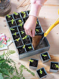 Gardener's Supply Company Self-Watering Galvanized Steel Seed Starting Tray 24 Cell | Leak-Proof Wire Grid with Moisture-Retaining Mat | Tapered Pots for Easy to Remove Seedlings