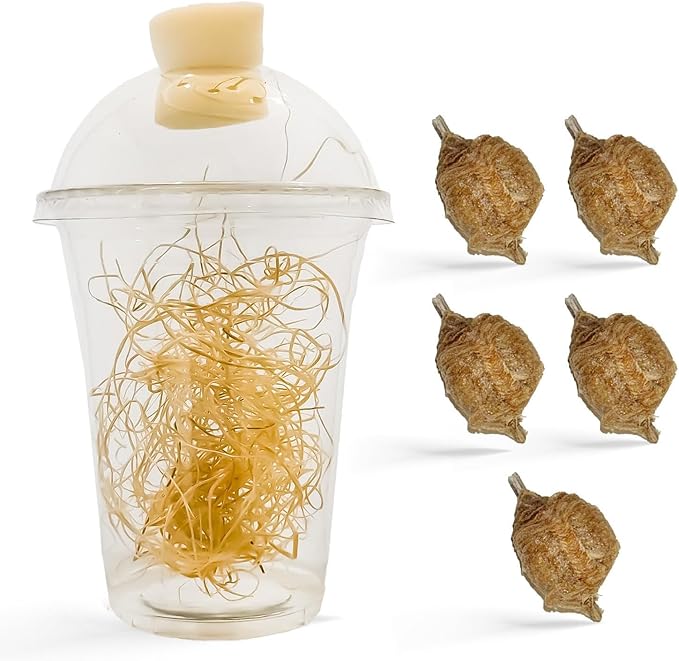 Praying Mantis Ootheca Egg Case with Hatching Habitat Cup (Five Egg Case) - Beneficial for Stem Education and Gardening Egg Case Produces Approximately up to 400 Baby Nymphs (T Sinensis)