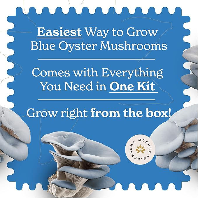 BloomBox Blue Oyster Mushroom Grow Kit – Ready to Fruit Indoor Gardening Gift – Organic Spawn Log for Fresh Fungi in 10 Days – Unique DIY STEM Science Project for Kids &amp Adults – Vegan Meat Substi