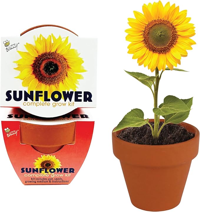 BUZZY Seeds 12-Pack Sunflower Mini Grow Pots – All-in-One Terracotta Flower Starter Kit with Growing Medium DIY Gardening Wedding and Shower Favors