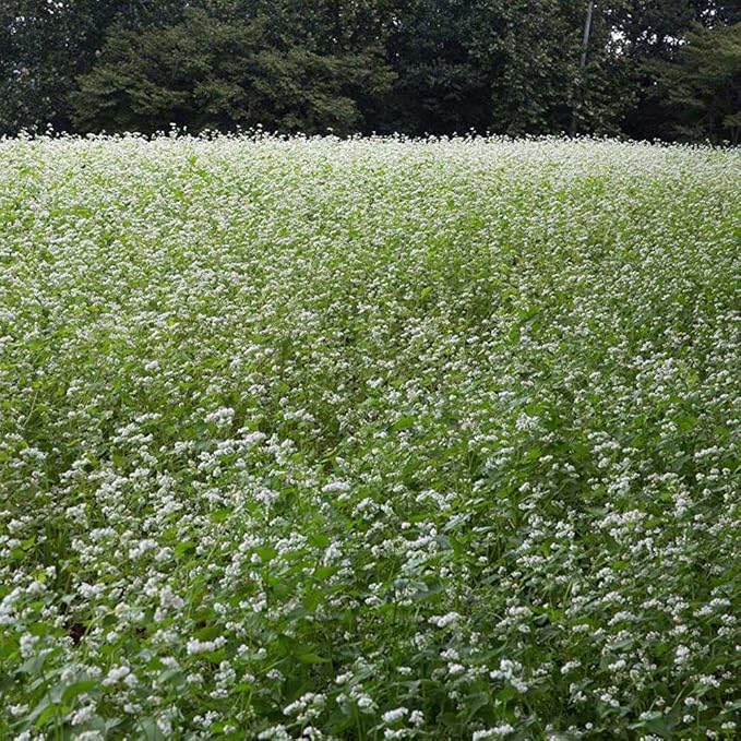 Outsidepride Buckwheat Seeds - 10lbs Annual Fast-Growing Easy to Grow Buckwheat Cover Crop Seeds for Green Manure Bee Pasture &amp Pollinators Wildlife Habitat Soil Improvement and Erosion Cont