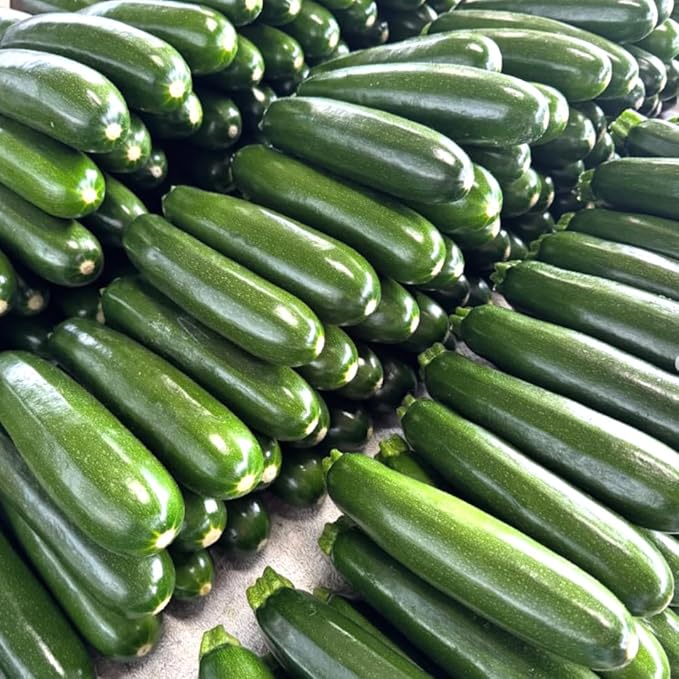 2 Green Squash Zucchini Plants Seedlings 4 Inches Pot Squash Plants Live Live Zucchini Plants