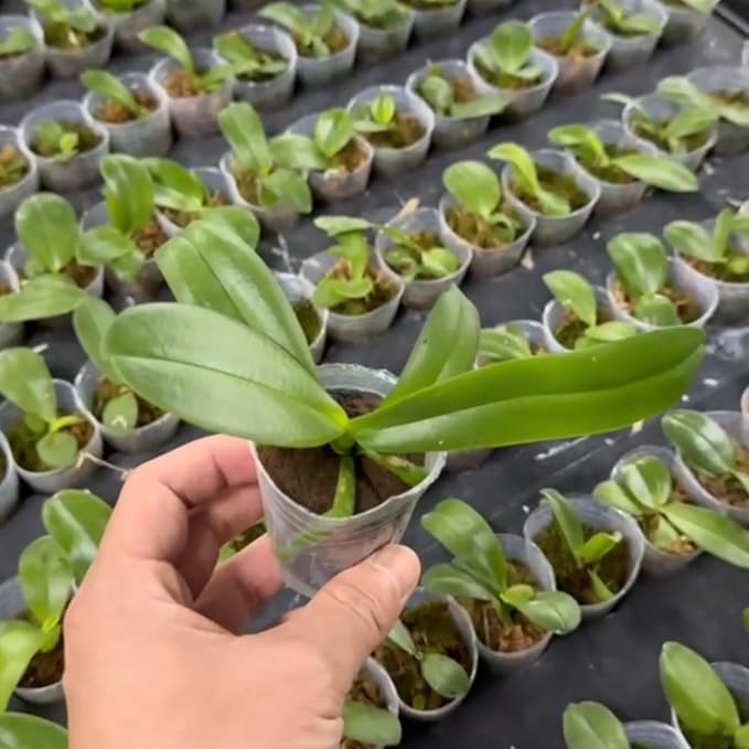 50pcs 1.5 Inch Phalaenopsis Orchid Growing Plugs Hydroponic Growing Media for 1.5 Inch Orchid Cups Breathable Planting Cubes for Orchid Seedlings and Transplanting