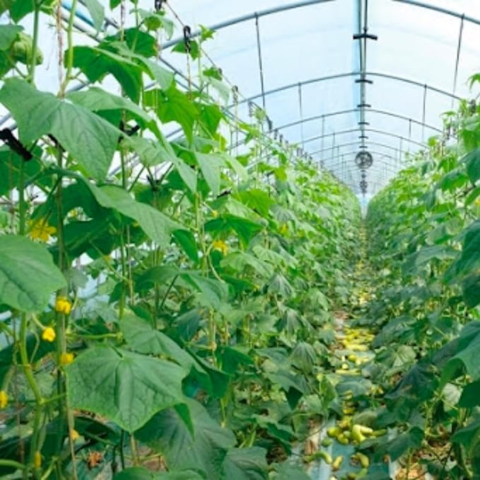 2 Green Cucumber Plants Live 4 Inches Pot Live Cucumber Plants from 3 to 5 Inches Long Cucumber Starter Plants Cucumber Live Plants for Garden