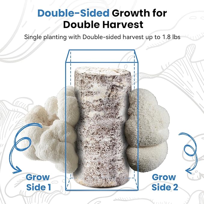 USA Organic 4lbs Lions Mane Mushroom Growing Kit Double-Side Mushroom Grow Kit Indoor Harvest Gourmet Mushrooms in 10 Days Top Gardening Gift Holiday Gift