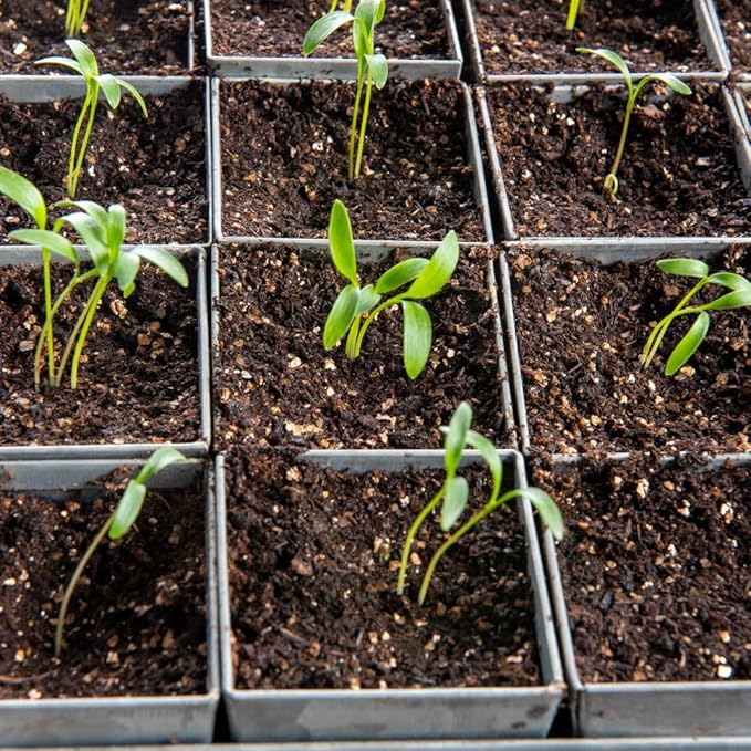 Gardener's Supply Company Self-Watering Galvanized Steel Seed Starting Tray 24 Cell | Leak-Proof Wire Grid with Moisture-Retaining Mat | Tapered Pots for Easy to Remove Seedlings