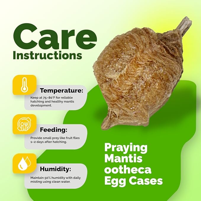 Chinese Praying Mantis Ootheca Egg Case with Hatching Habitat Transparent Cup - One Egg Case - Beneficial for Stem Education and Gardening Egg Case Produces Approximately up to 400 Baby Nymphs