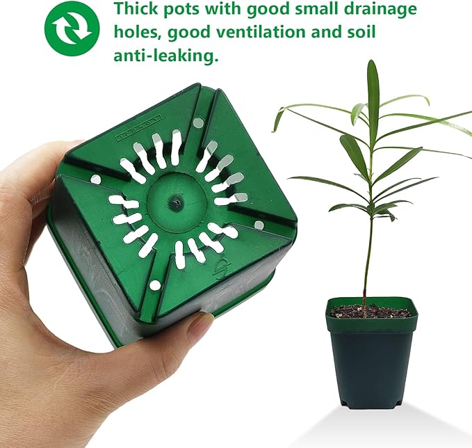 Square Nursery Succulent Pots 4 Inches 60 Pcs Deep Flower Plant Nursery Seedling Grow Pots Plastic with Drainage (Green 4Inches 60Pcs)