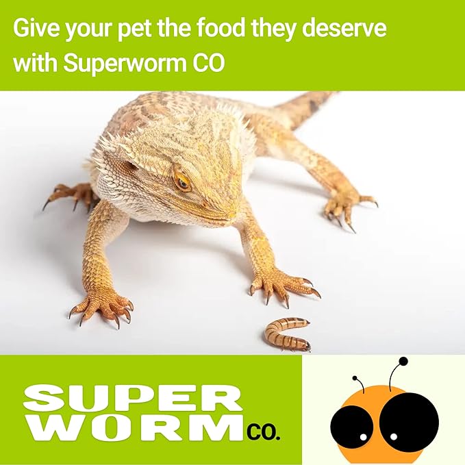 Live Superworms - 250 Large 1.75- 2+ - Live Arrival Guaranteed (Hold for Pickup)