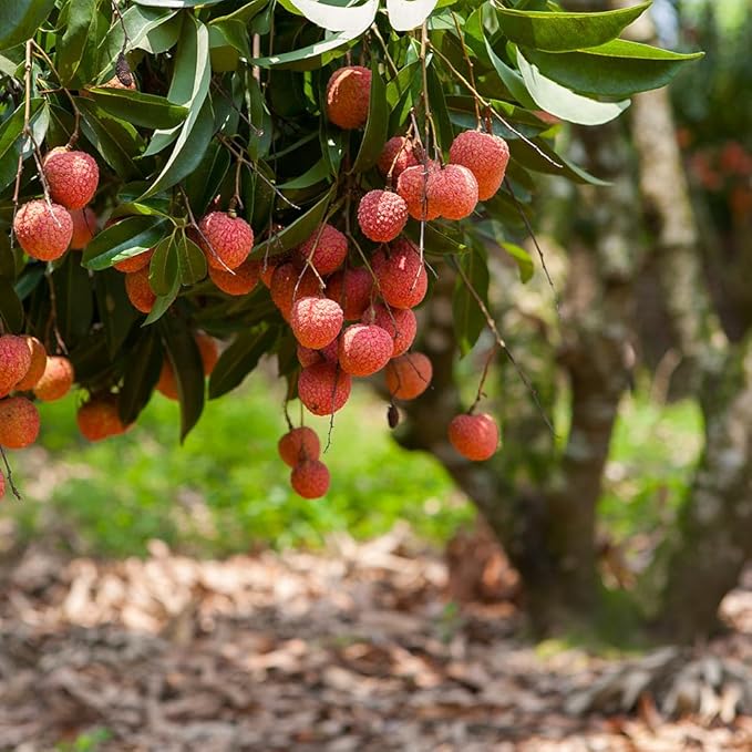 GARDENERA Premium Lychee Potting Soil Mix - Perfect Balance of Nutrients Drainage and Aeration for Thriving Lychee Trees - 5 Quart