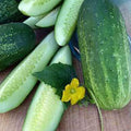 Organic Homemade Pickles Cucumber Seeds - 1 LB Bulk ~15000 Seeds - Organic Heirloom Open Pollinated Non-GMO Farm &amp Vegetable Gardening Seed